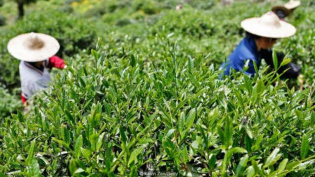 福建省各地有各种茶叶品种可供采摘，但只有大红袍茶叶才是最令人梦寐以求的品种。（图片来源：Kevin Zen/Getty）