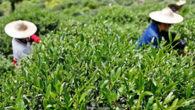 福建省各地有各种茶叶品种可供采摘，但只有大红袍茶叶才是最令人梦寐以求的品种。（图片来源：Kevin Zen/Getty）