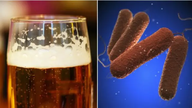 ¿Tiene el lúpulo de la cerveza propiedades antimicrobianas?