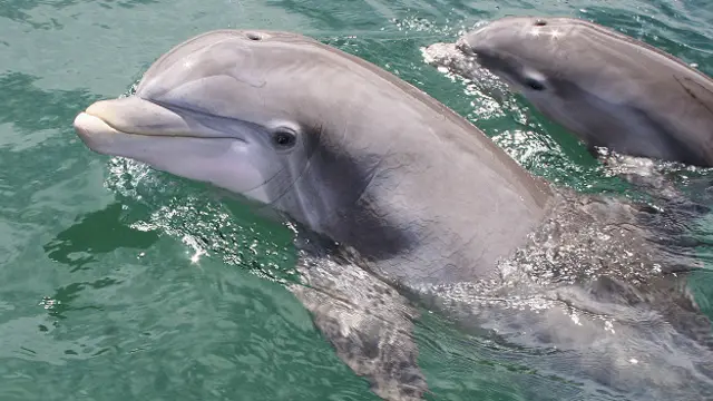 Милая внешность может быть обманчива - у дельфинов есть свои пороки