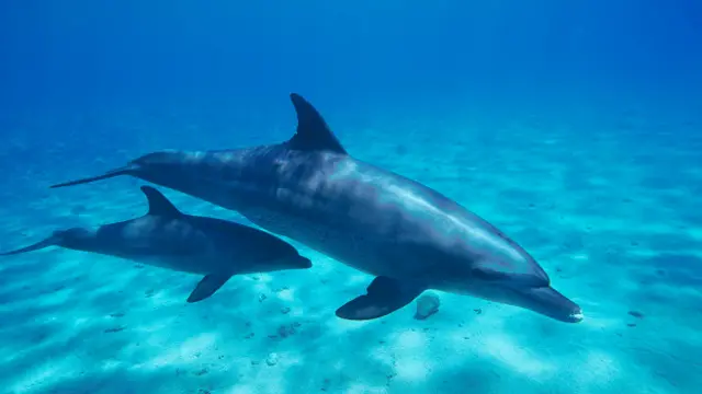 После рождения детеныша мать посвистывает гораздо чаще