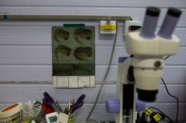 Nos últimos anos houve um aumento no númeropoker dinheirolaboratórios que fazem modificações genéticas