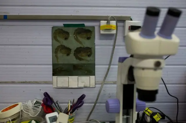 Nos últimos anos houve um aumento no número de laboratórios que fazem modificações genéticas