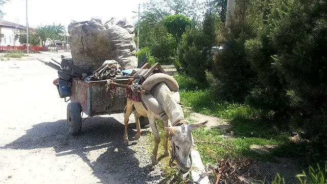 Mushukni yalagan porno videolarni tomosha qiling