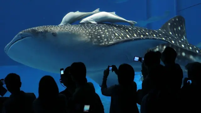 水族馆内的鲸鲨(资料图片)