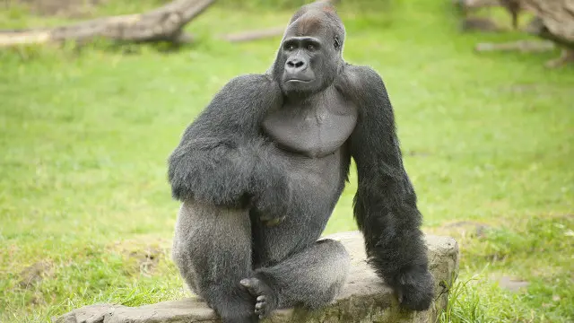 Горілла