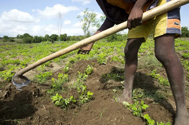 Un hombre trabaja la tierra donde hay cultivo de maní