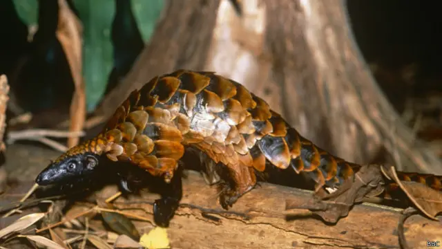 由于有“大补”的传言，穿山甲在亚洲一些国家被捕杀食用。