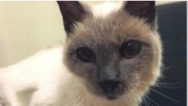 உயிரிழந்துள்ள ஸ்கூட்டர்