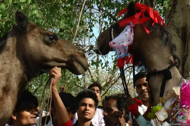 ऊंट-ऊंटनी की शादी