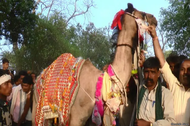 ऊंट-ऊंटनी की शादी