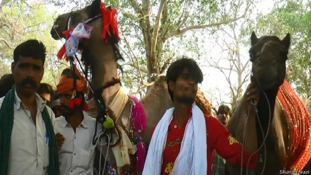 ऊंट-ऊंटनी की शादी