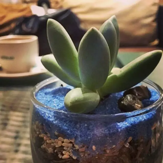 Karena terdiri dari tumpukan pasir, tanah, dan tanaman yang riskan tumpah, maka bisnis ini terbatas oleh jangkauan antaran.