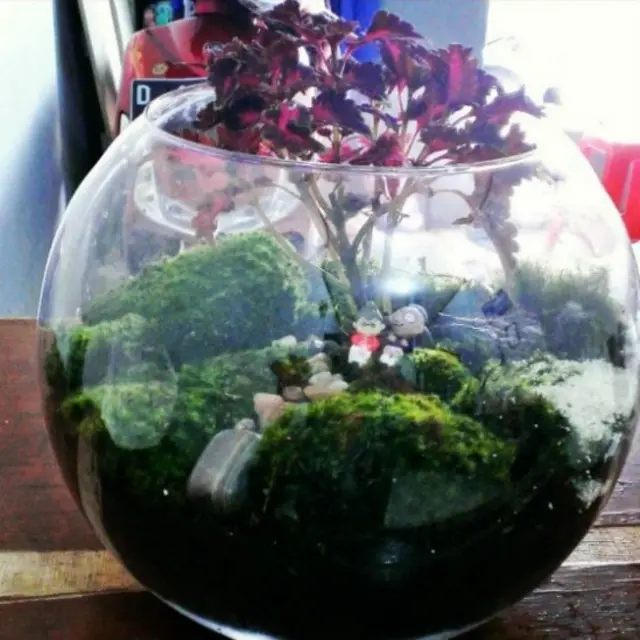 Persaingan antara pengusaha terarium biasanya adalah soal gaya desain yang ditawarkan.