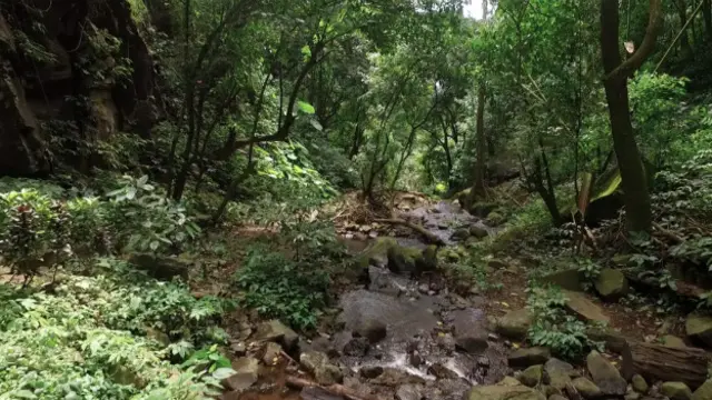 Hutan, hanya sejengkal dari rumah mereka.