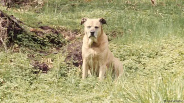 Anjing milik Dian Fossey