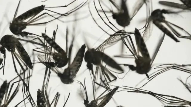 கொசுக்களை ஒழிப்பதில் ஏற்பட்ட சுணக்கமே ஜிகா வைரஸ் பரவலாக வளர்ந்திருப்பதாக எச்சரிக்கை