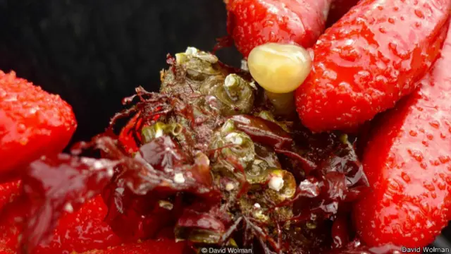 आर्कटिक सीबेड