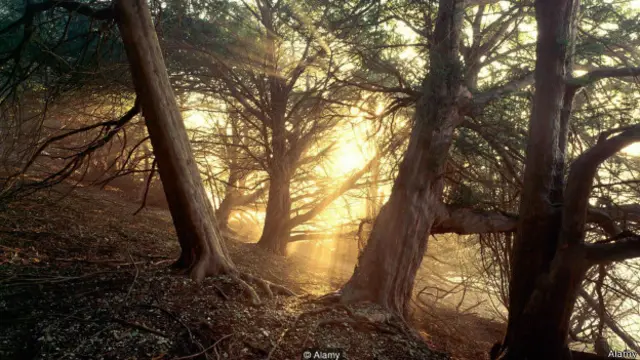 कीमोथेरेपी में इस्तेमाल होने वाली दवाएं डोसेटैक्सेल और पैक्लिटैक्सेल यू या सदाबहार के पेड़ से मिलते हैं