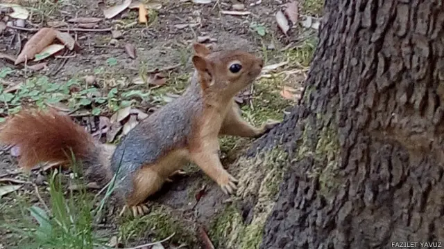 Pazar gününü parkta ya da ormanda geçirmeyi tercih edenlerin karşısına her an böyle bir sincap çıkabilir. Fazilet Yavuz'un fotoğrafı. 