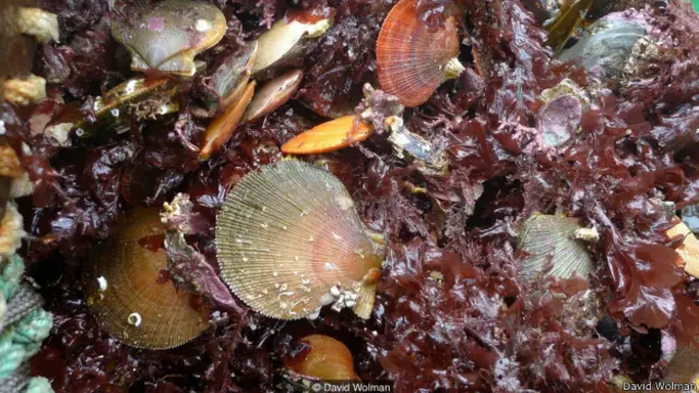 आर्कटिक समुद्र तल