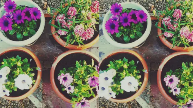 Fatma Saylık'tan bir çiçek kolajı. Sadece Pazar günü değil, her gün güzel. 