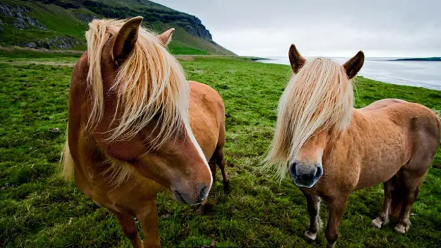 Исландские пони пасутся в долине Лон-Вэлли