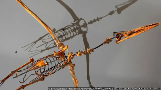 डायनासोर्स