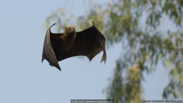 चमगादड़