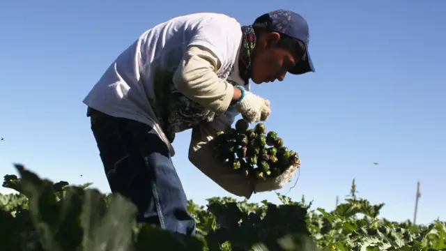 Un agricultor recolectando uva
