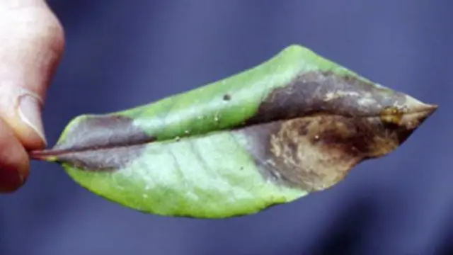 Árbol afectado por muerte súbita