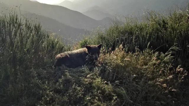 La fauna silvestre de los bosques está siendo afectada por este problema.