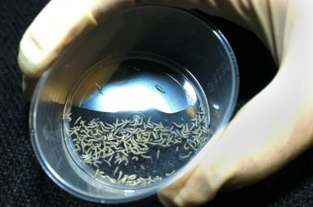 Larvas en una placa Petri