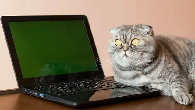 Интернет - это не только котики