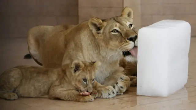 گرمی سے جانور بھی نڈھال۔۔۔ لاہور کے چڑیا گھر میں ایک شیرنی برف چاٹ کر گرمی دور کرنے کی کوشش میں مصروف ہے