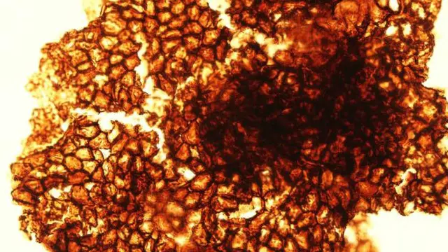 سمندری حیات کی یہ قسم شاید قدیم سمندروں کی چٹانوں میں رہتی تھی اور اس کی مشابہت کسی حد تک کائی جیسی تھی