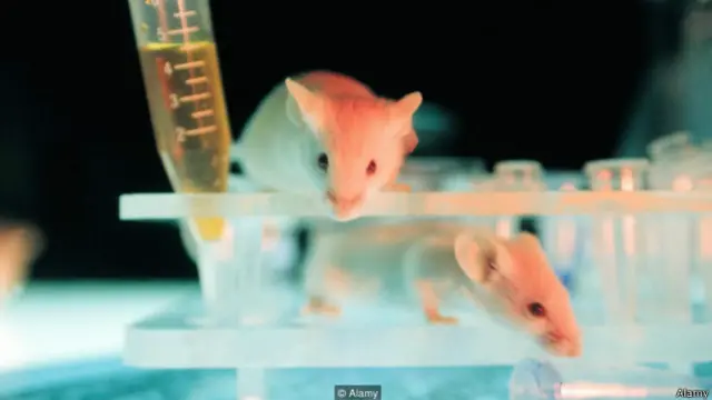 सेक्स फेरोमॉन