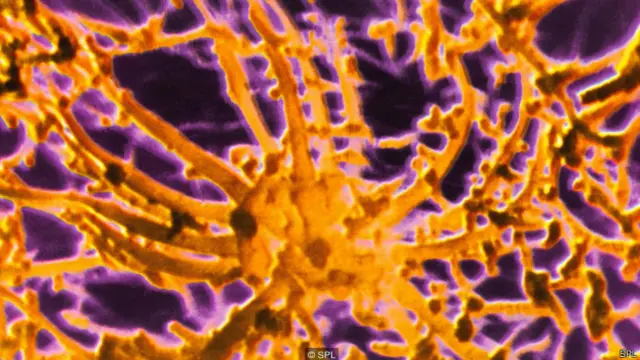 सेक्स फेरोमॉन