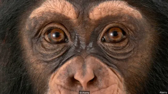 सेक्स फेरोमॉन