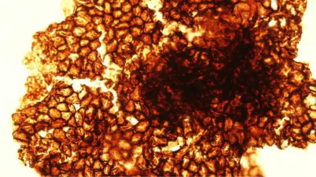 تكوين الخلايا في الحفرية