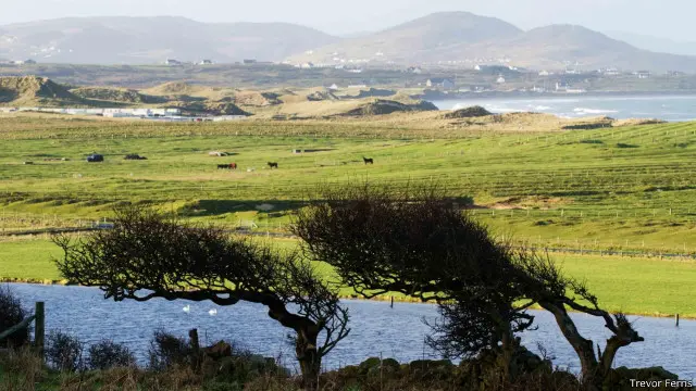 Pohon-pohon windswept di North Donegal dekat titik awal Wild Atlantic Way di Irlandia.