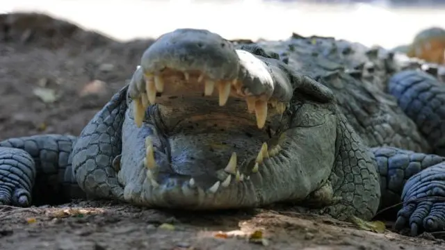 مگرمچھ خاصے خطرناک ہوتے ہیں، وہ اوسطاً سالانہ 1000 افراد کو ہلاک کرتے ہیں