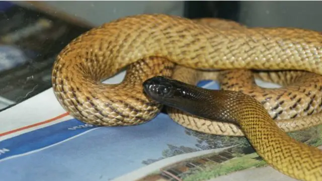  انلینڈ ٹائیپن کے ڈسے ہوئے 80 فیصد افراد کی موت ہوجاتی ہے