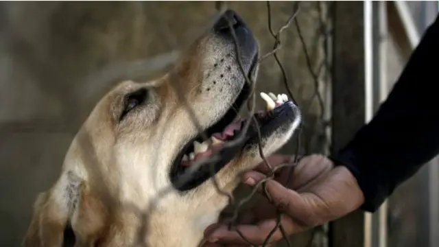 عالمی ادارہ صحت کے مطابق 55 ہزار انڈیا میں سالانہ 20 ہزار اموات باؤلے کتوں کے کانٹے سے ہوتی ہیں