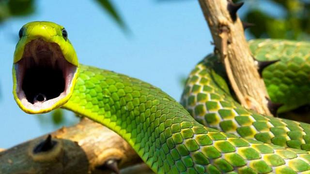 Змея — совместимость с другими знаками