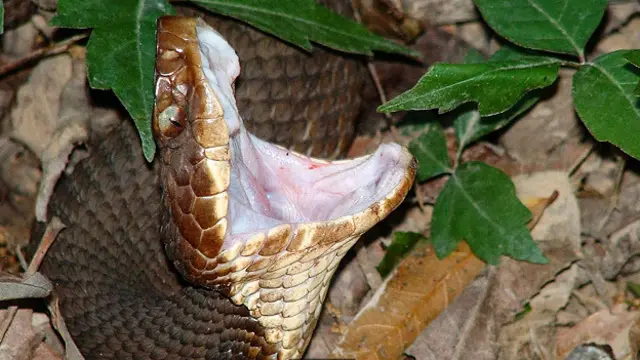 Водяной щитомордник (Agkistrodon piscivorus leucostoma)