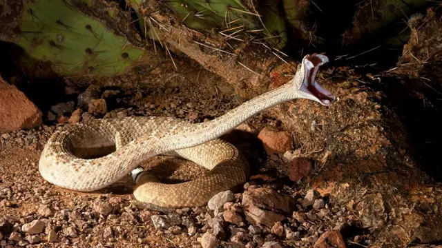 Техасский гремучник (Crotalus atrox) во время нападения