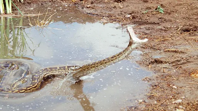 Скальный питон (Python sebae) во время нападения