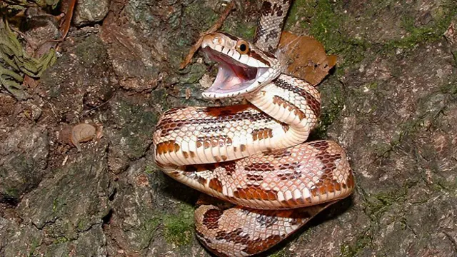 Молодой крысиный полоз Линдхаймера (Elaphe obsoleta lindheimeri)