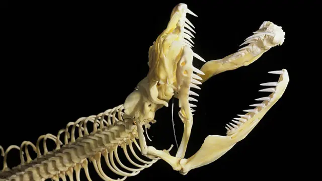 Череп сетчатого питона (Python reticulatus)